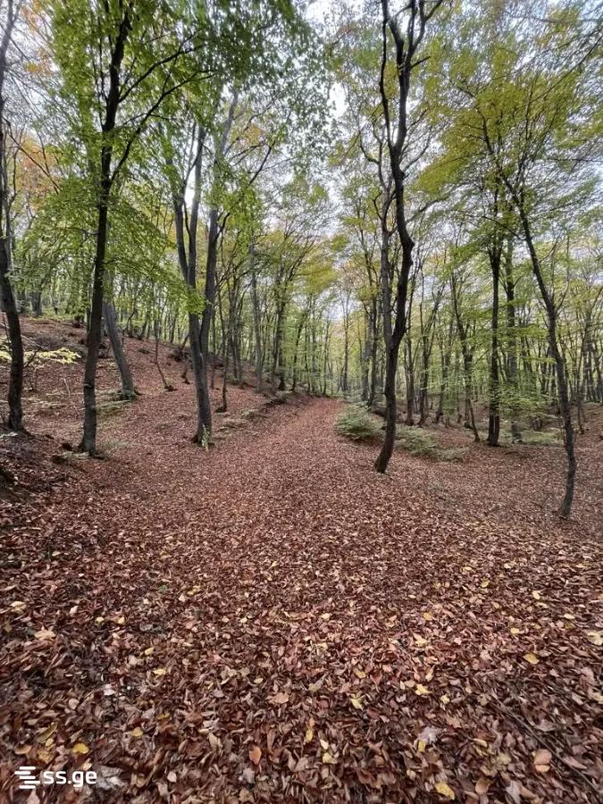 6 Room Summer Cottage For Sale view 6