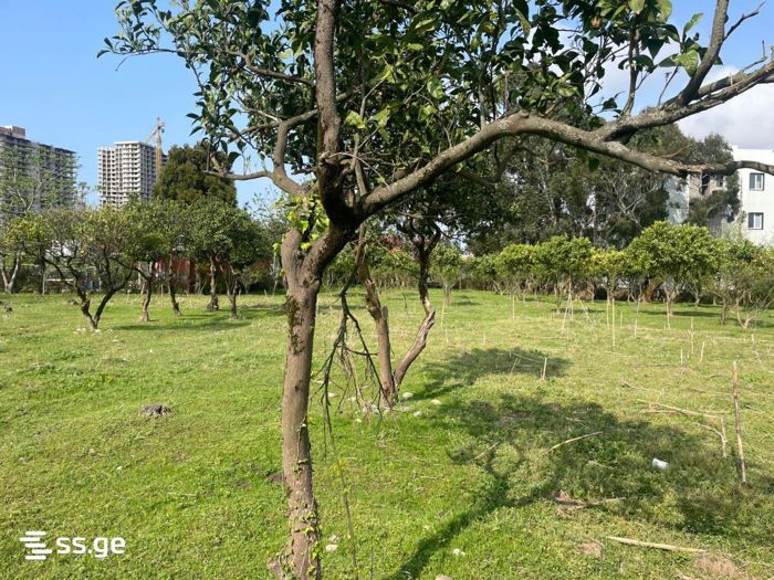 https://static.ss.ge/20260428/3_09516d07-c1fe-4707-9409-e4ed7647b45a_Thumb.jpg
