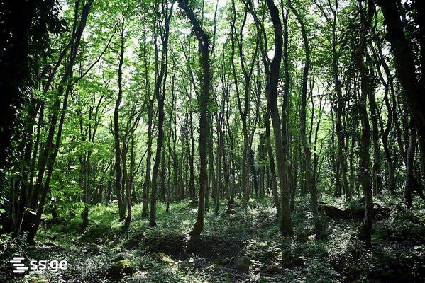 Land For Sale. Tskaltubo view 1