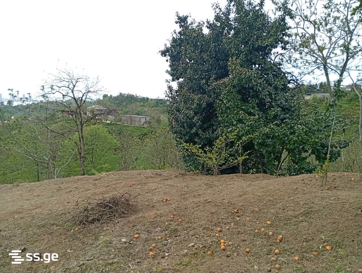 Land For Sale. Makhindjauri view 4