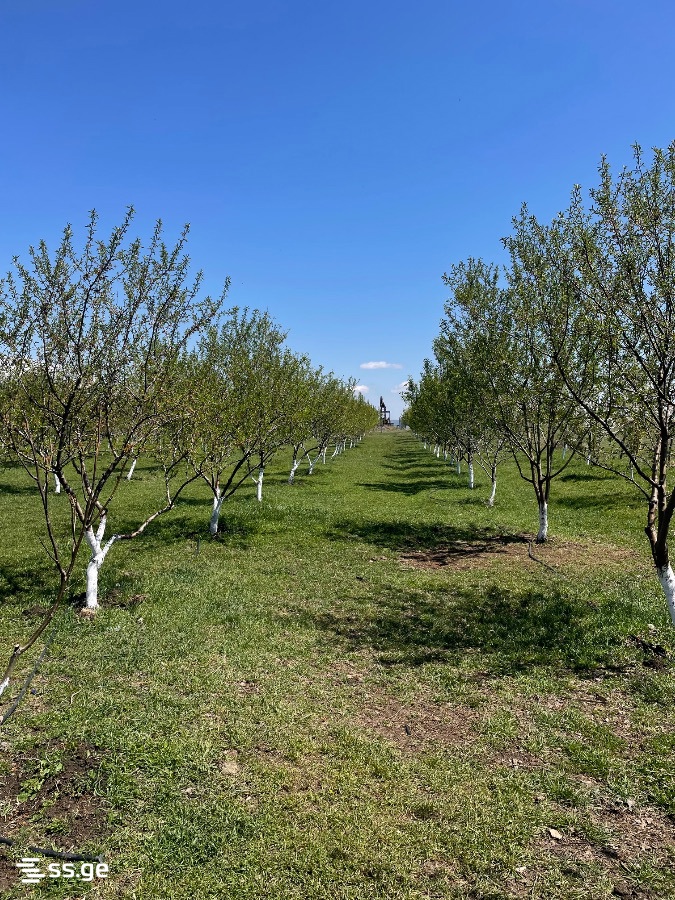 Land For Sale. Akhalsopeli view 14
