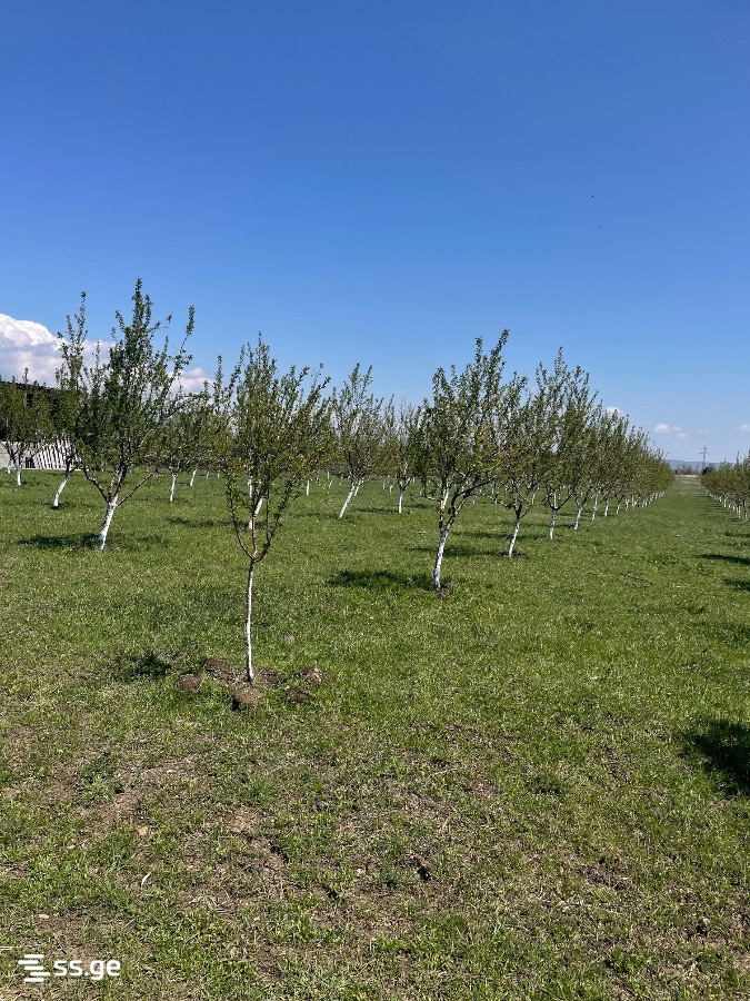 Land For Sale. Akhalsopeli view 11