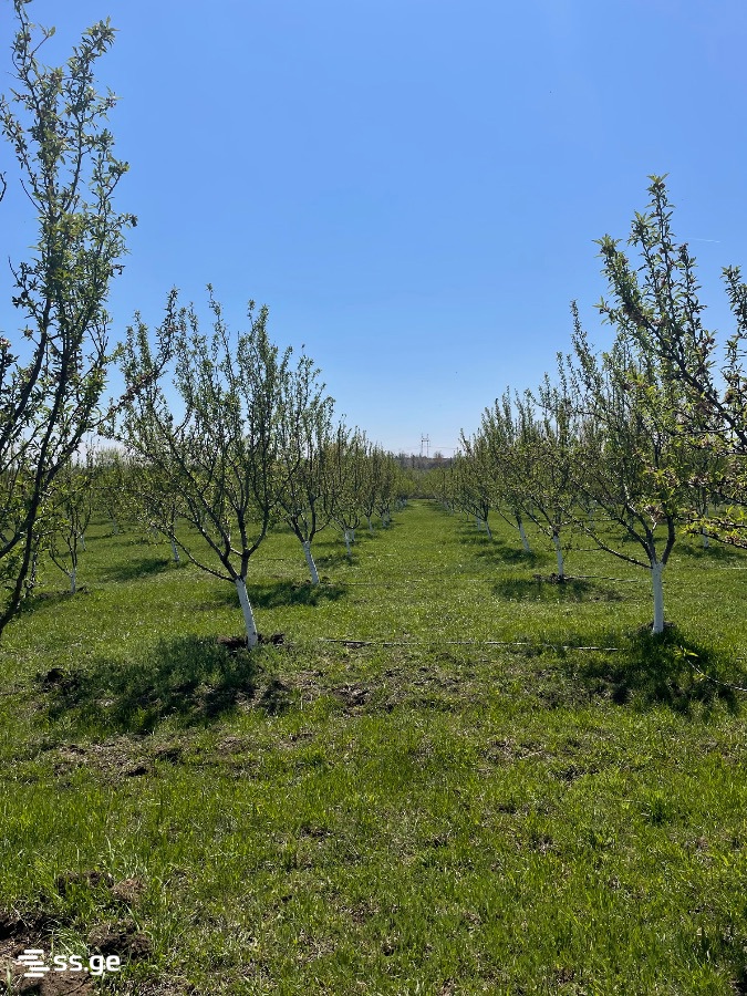 Land For Sale. Akhalsopeli view 6