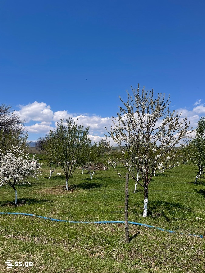 Land For Sale. Akhalsopeli view 10