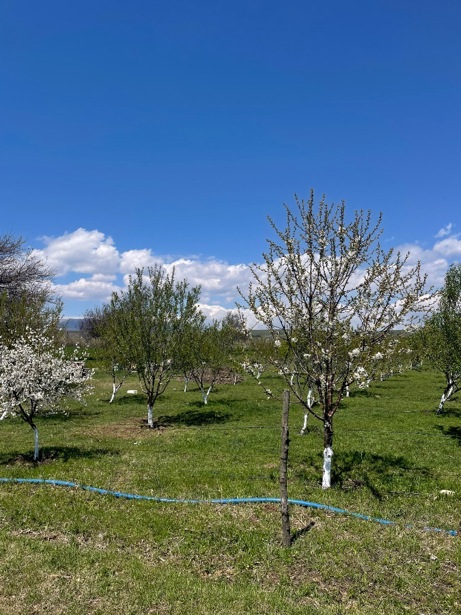 https://static.ss.ge/20260508/3_84d1e632-7101-4ef9-b2bf-2d1db01d7421_Thumb.jpg