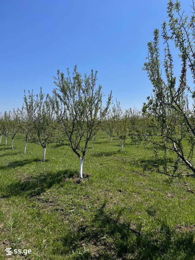 Land For Sale. Akhalsopeli view 8