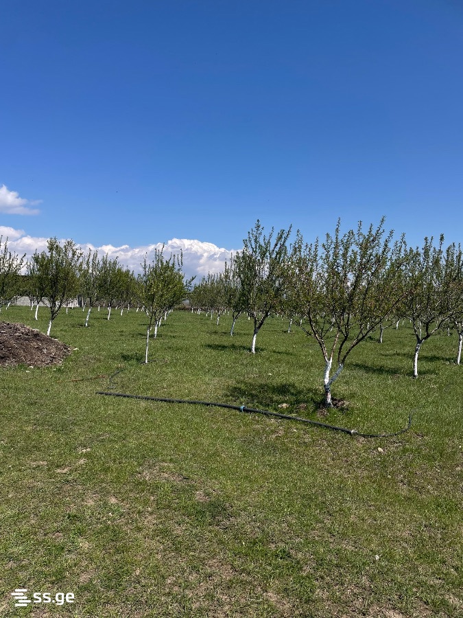 Land For Sale. Akhalsopeli view 9