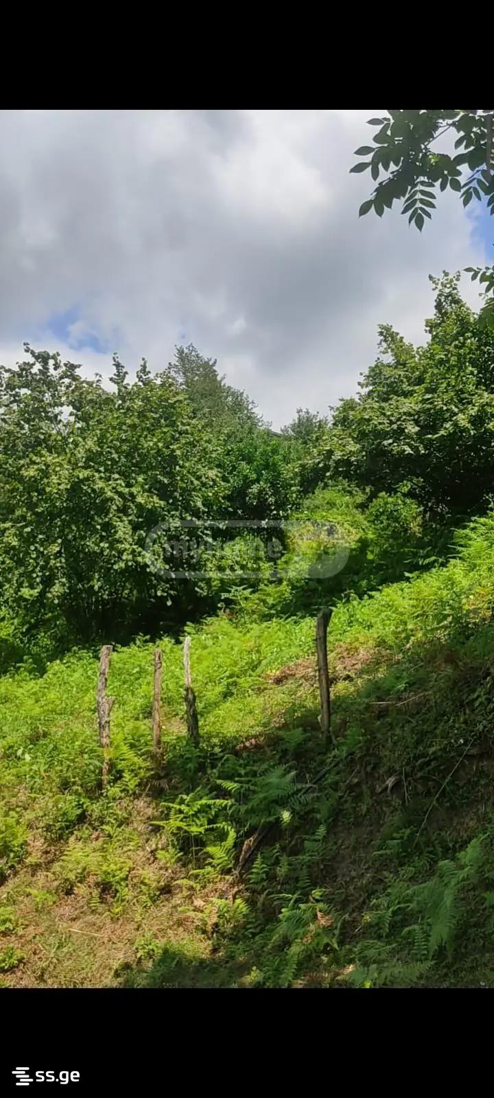 Продажа Земля в Махинджаури view 2