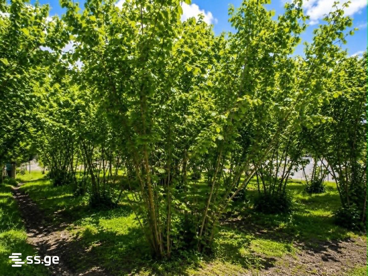 Land For Sale. Zugdidi view 3