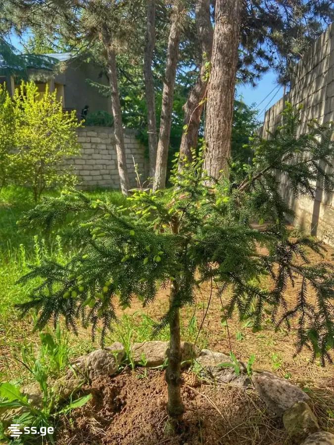 Продажа 4-комната Частный дом view 10