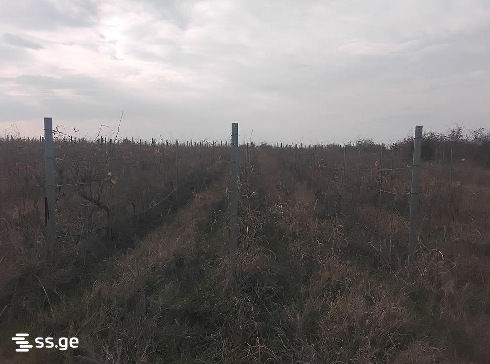 Land For Sale. Sagarejo view 2