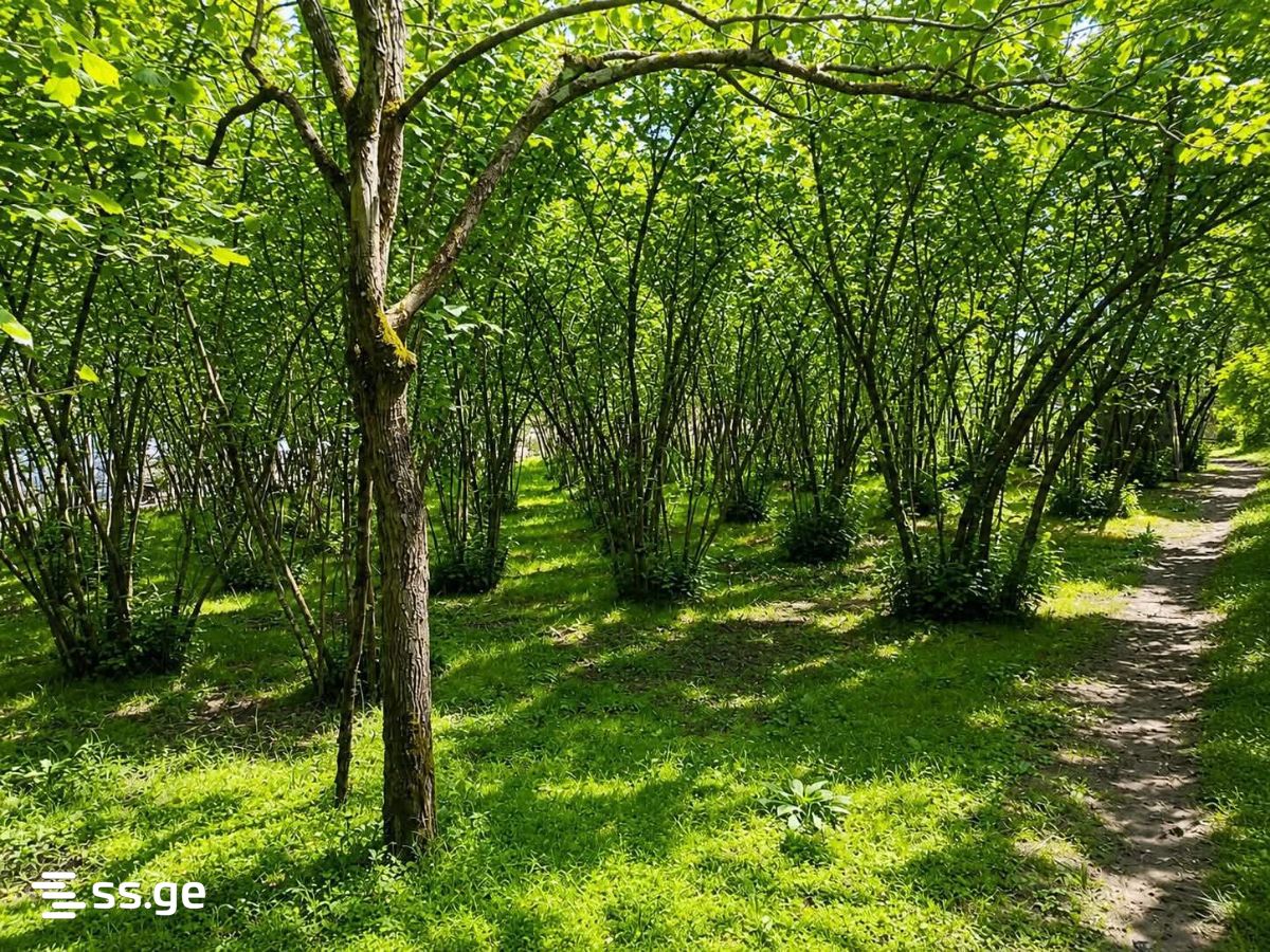 Land For Sale. Zugdidi view 4