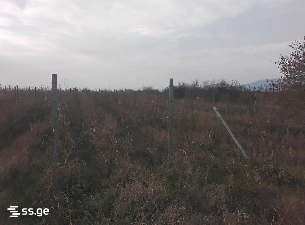 Land For Sale. Sagarejo view 3