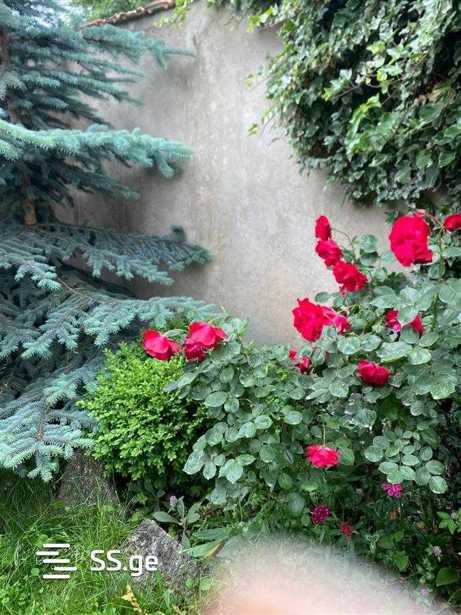https://static.ss.ge/20260516/1_09d07960-e741-47b9-b450-ba60532729f6_Thumb.jpg