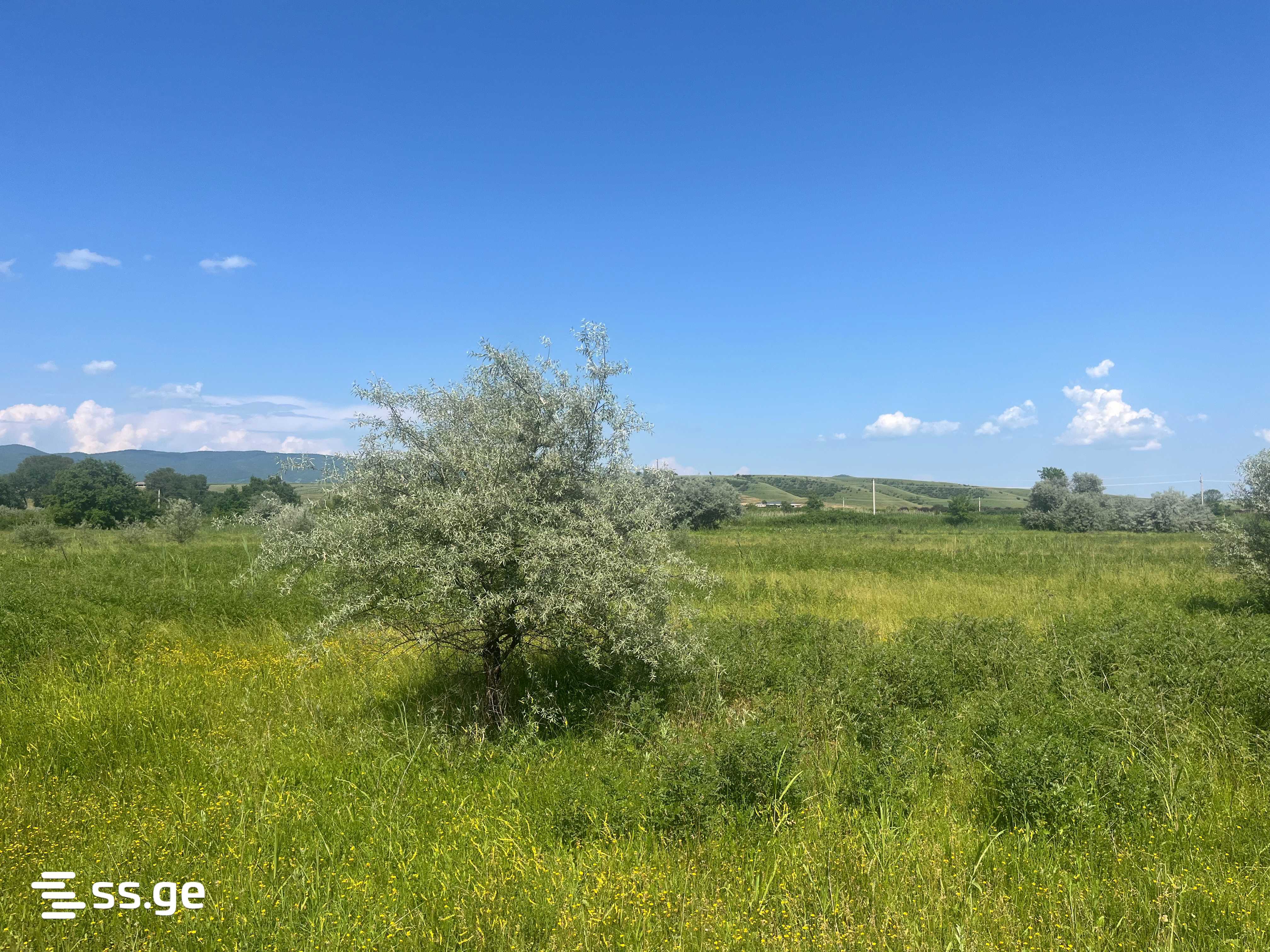 Land For Sale. Sagarejo view 2