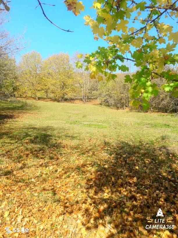 Land For Sale. Tianeti view 5