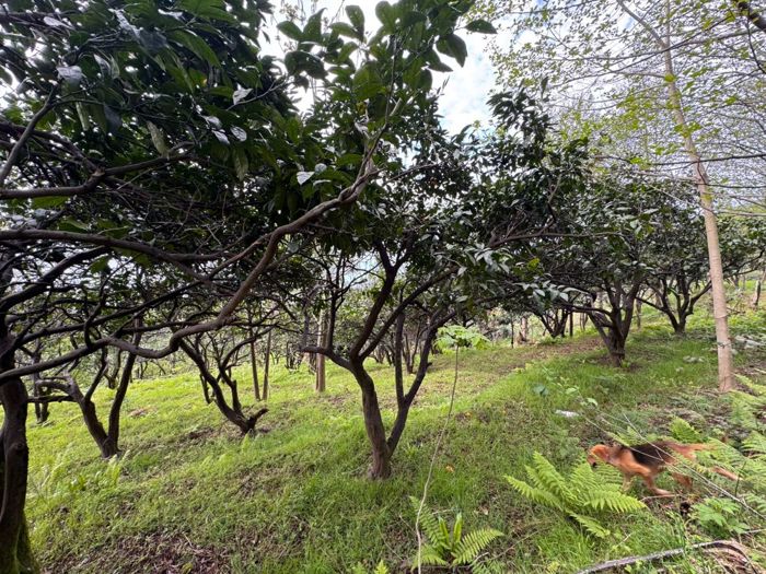https://static.ss.ge/20260522/18_1e9aa31f-ded2-4a47-b73f-f084b56384ca_Thumb.jpg