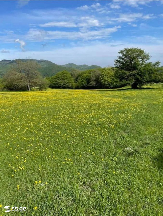 Land For Sale. Orbeti view 1