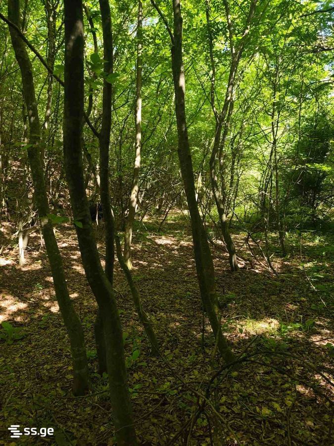 Land For Sale. Norio view 1