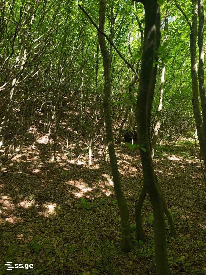 Land For Sale. Norio view 3