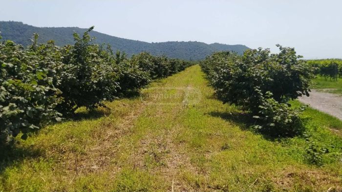 https://static.ss.ge/20260529/12_b6579783-bc93-48db-8062-78ff40aeecb3_Thumb.jpg