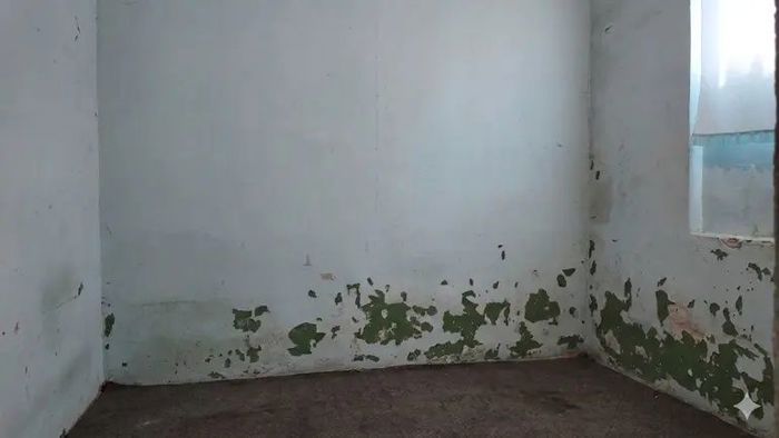 https://static.ss.ge/20260529/14_04e61d92-512e-4200-a74b-8b913e389764_Thumb.jpg