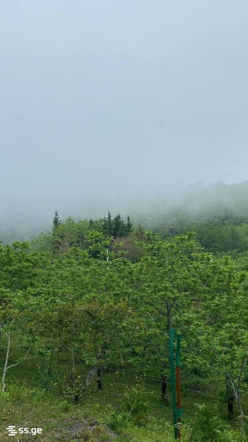 Land For Sale. Kvariati view 4