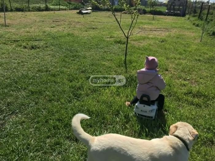https://static.ss.ge/20260603/12_bd5fa046-c2d2-4461-a49c-af7f52deef5d_Thumb.jpg