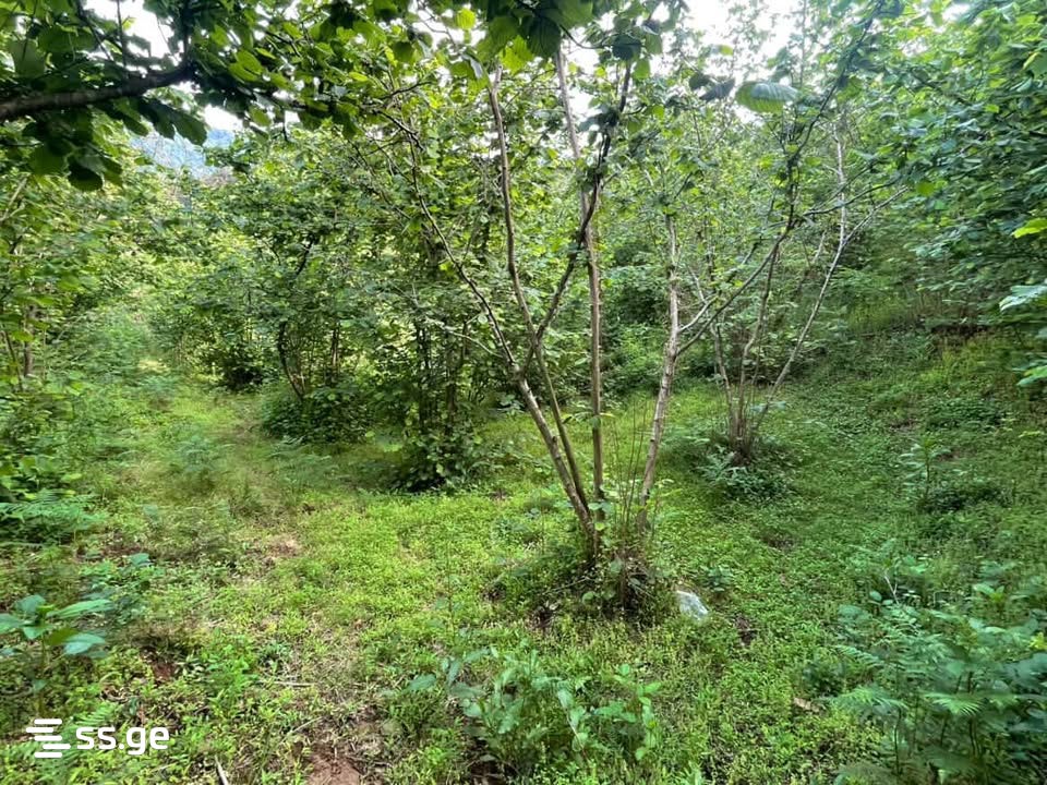 Land For Sale. Chaqvi view 3