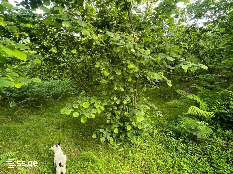Land For Sale. Chaqvi view 6