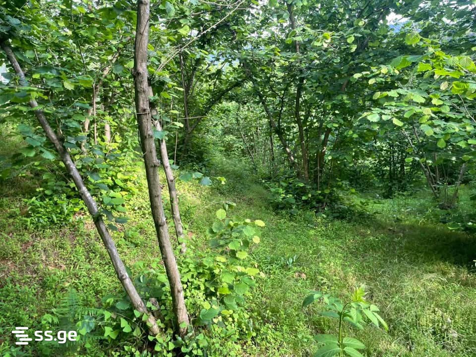 Land For Sale. Chaqvi view 2