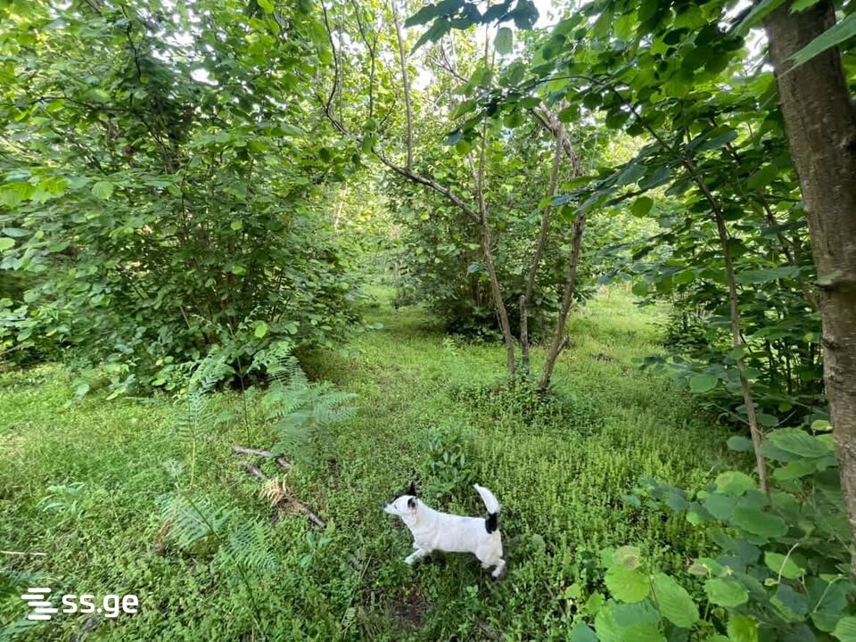 Land For Sale. Chaqvi view 9