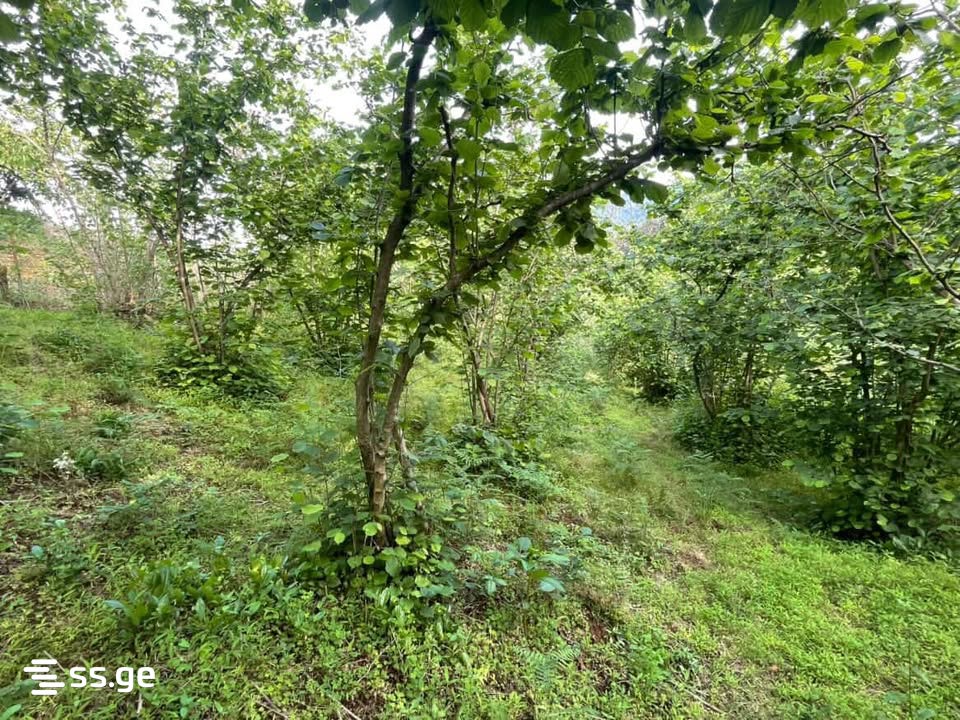 Land For Sale. Chaqvi view 4