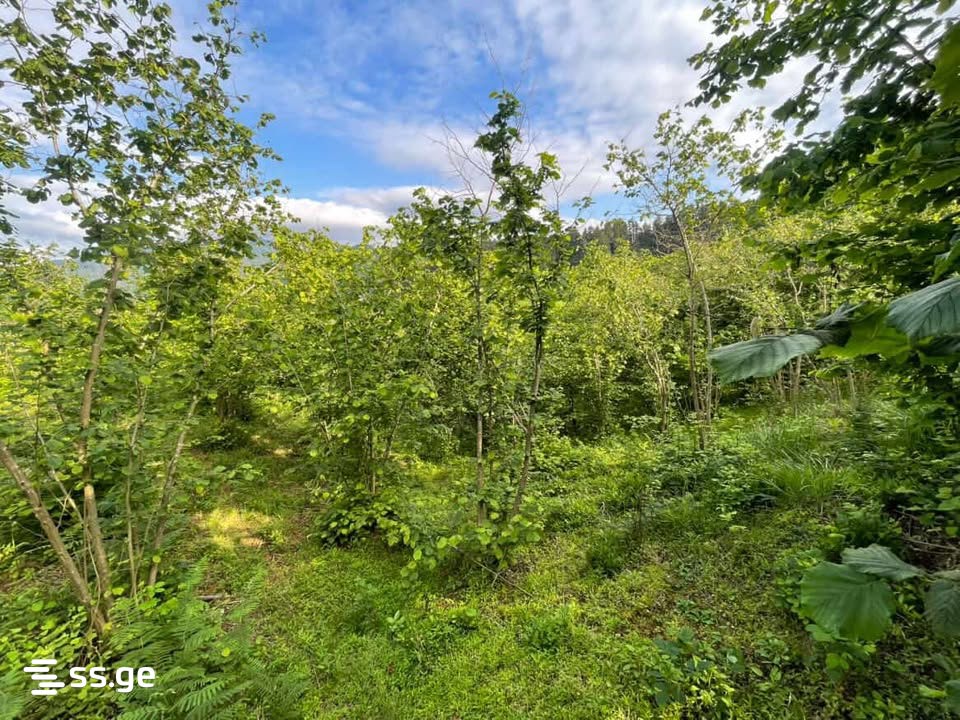 Land For Sale. Chaqvi view 8