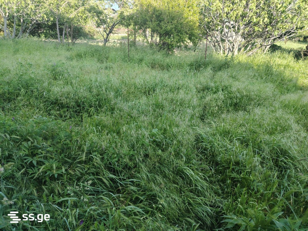 Land For Sale. Mukhrani view 1