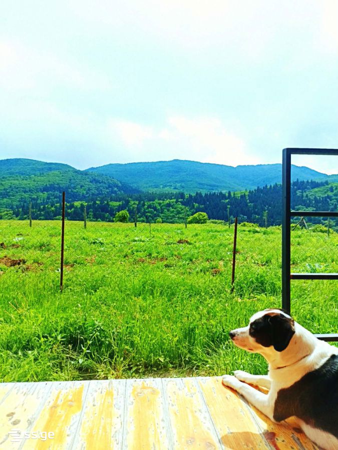 2 Room Summer Cottage Daily Rent. Manglisi view 12