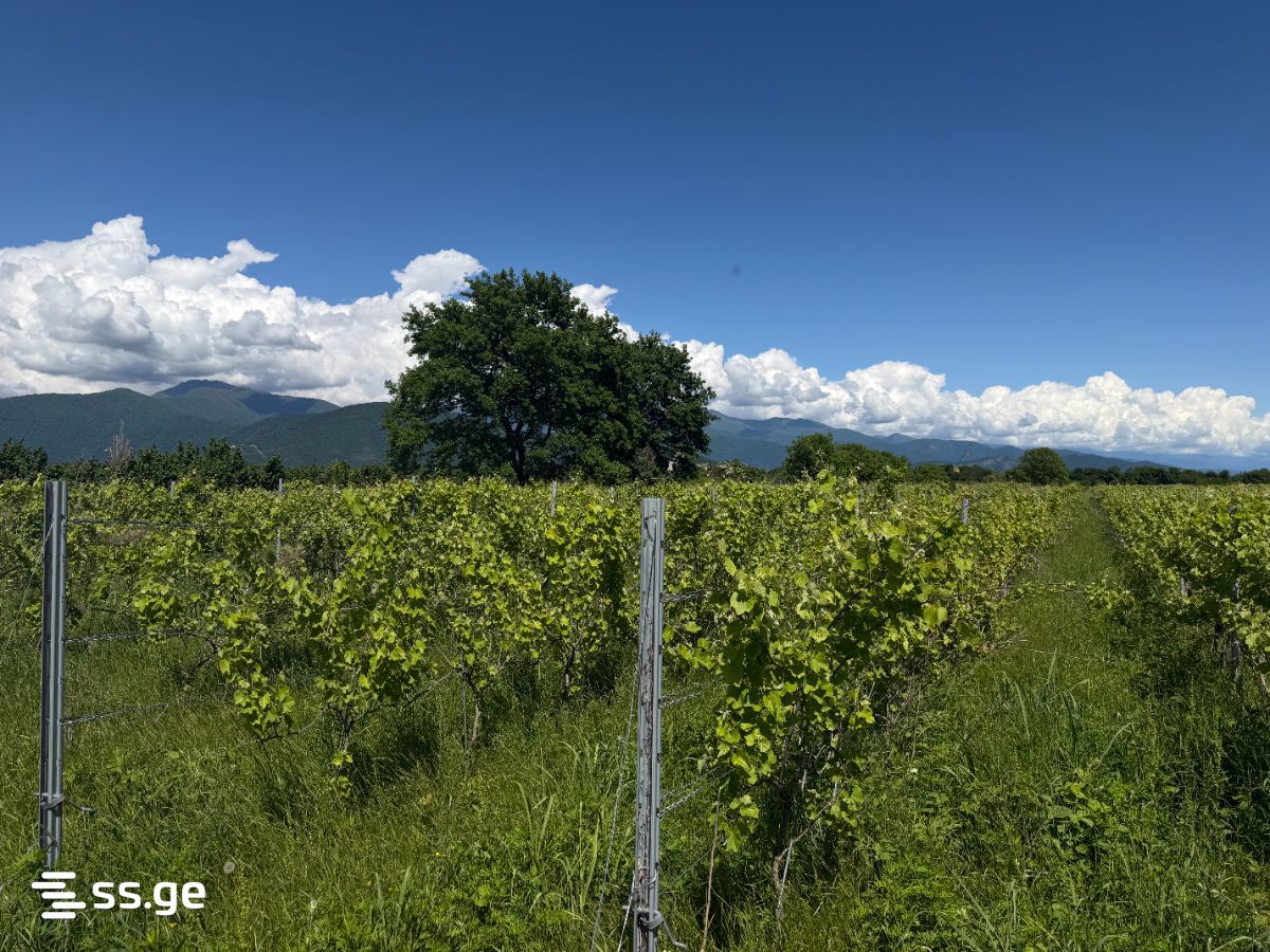 Продажа Земля / участок в Qvarelshi view 11