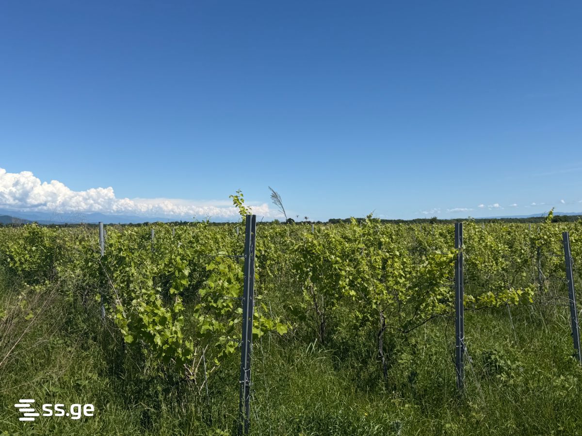 Продажа Земля / участок в Qvarelshi view 8