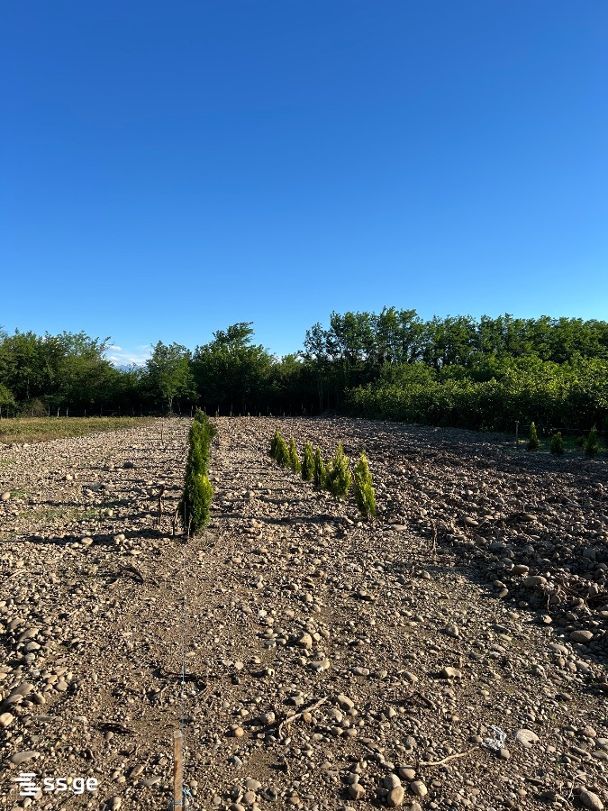 Land For Sale. Tskaltubo view 7