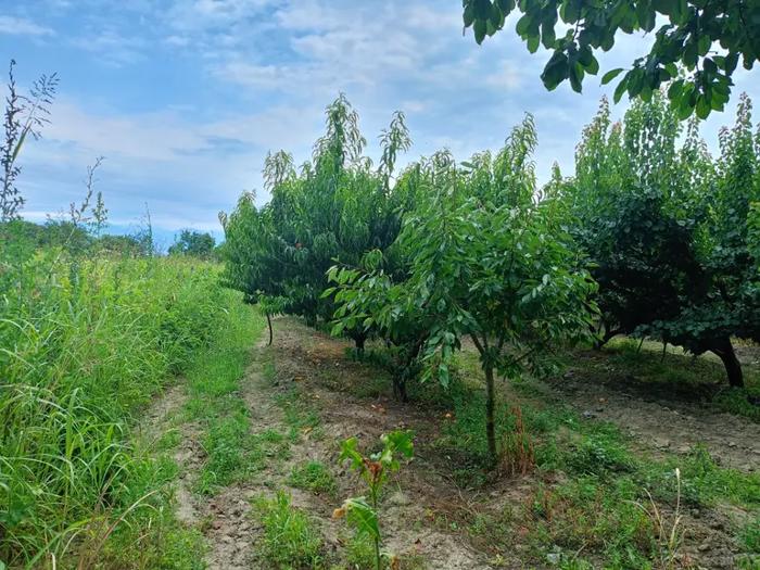 Land For Sale. Akhasheni