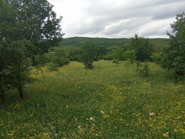 Land For Sale. Asureti