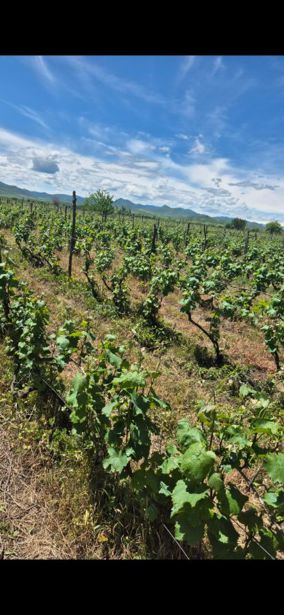 Land For Sale. Bolnisi