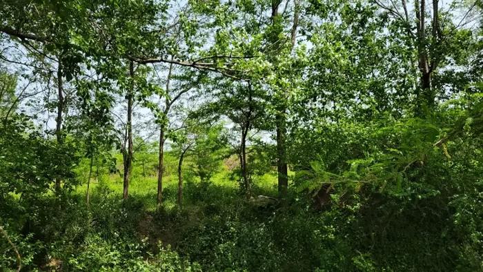 Land For Sale. Lanchkhuti