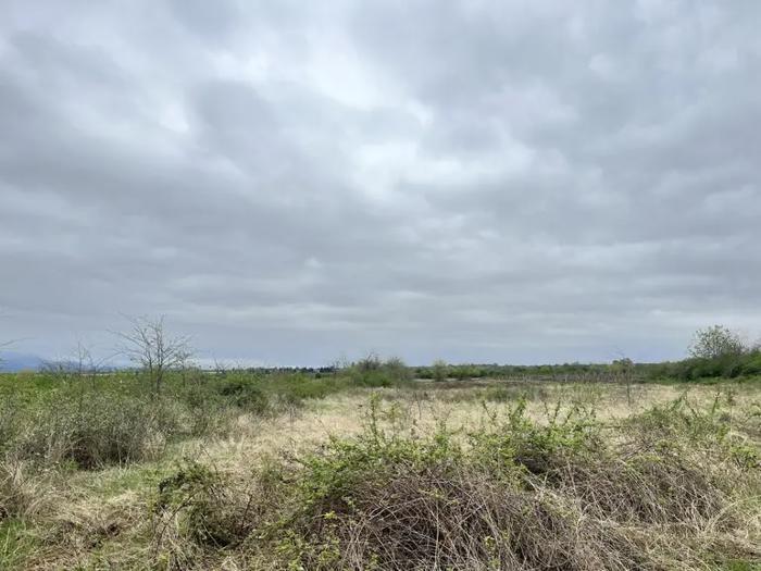 Land For Sale. Shalauri