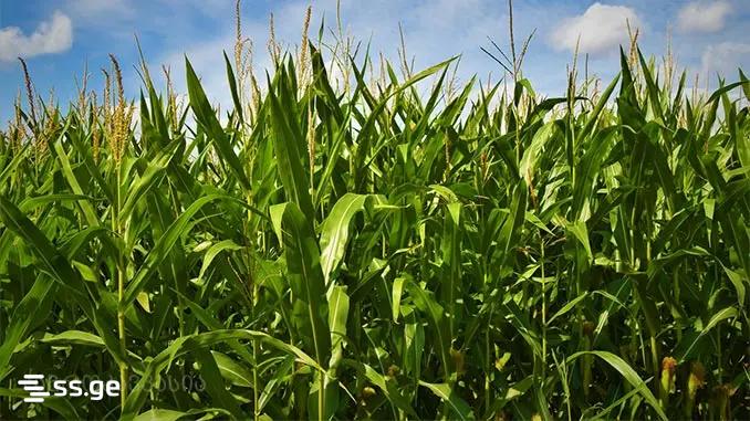 Land For Sale. Akhalsopeli view 6