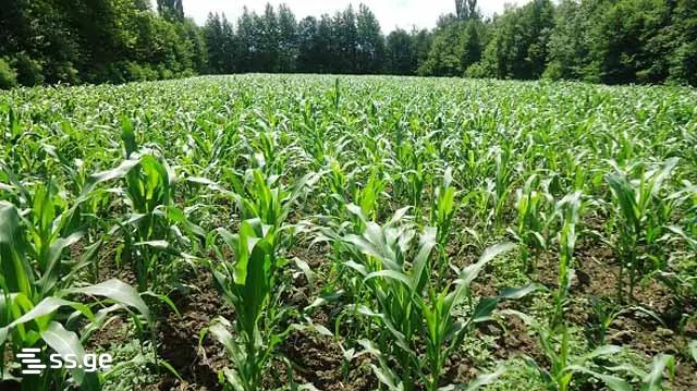 Land For Sale. Akhalsopeli view 7