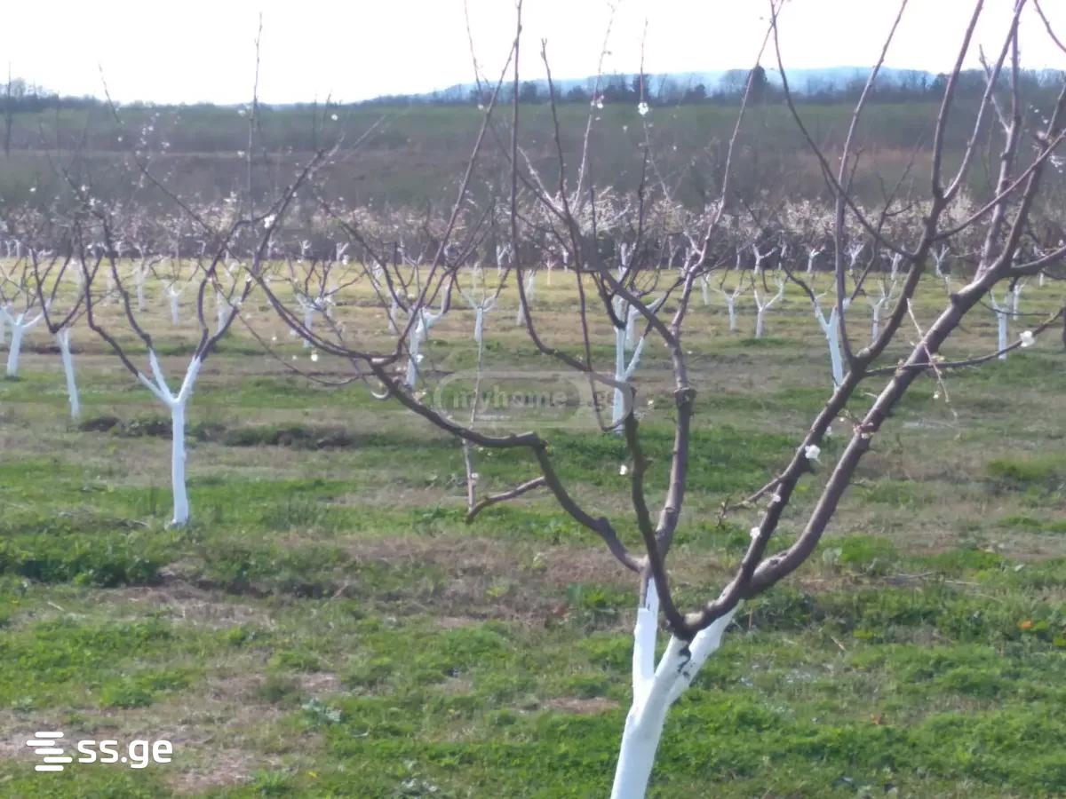 Land For Sale. Senaki view 9