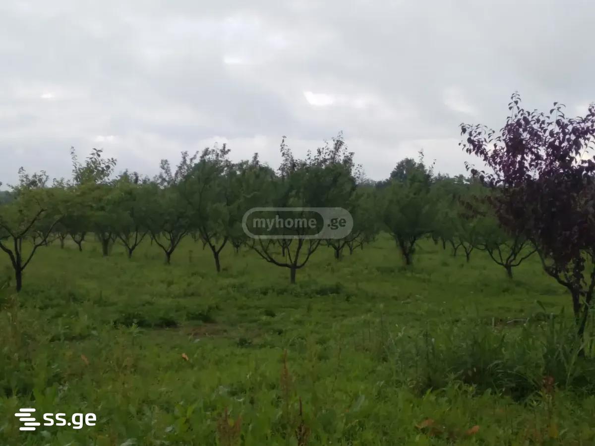 Land For Sale. Senaki view 15