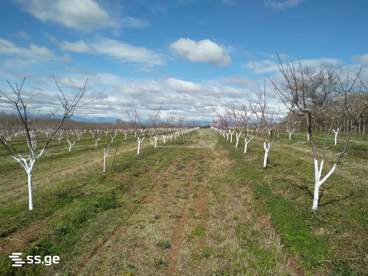 Land For Sale. Senaki view 11