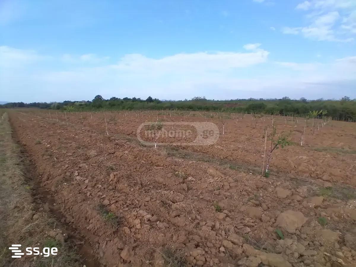 Land For Sale. Senaki view 7